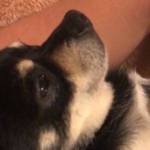 Meet your Posher, Cham